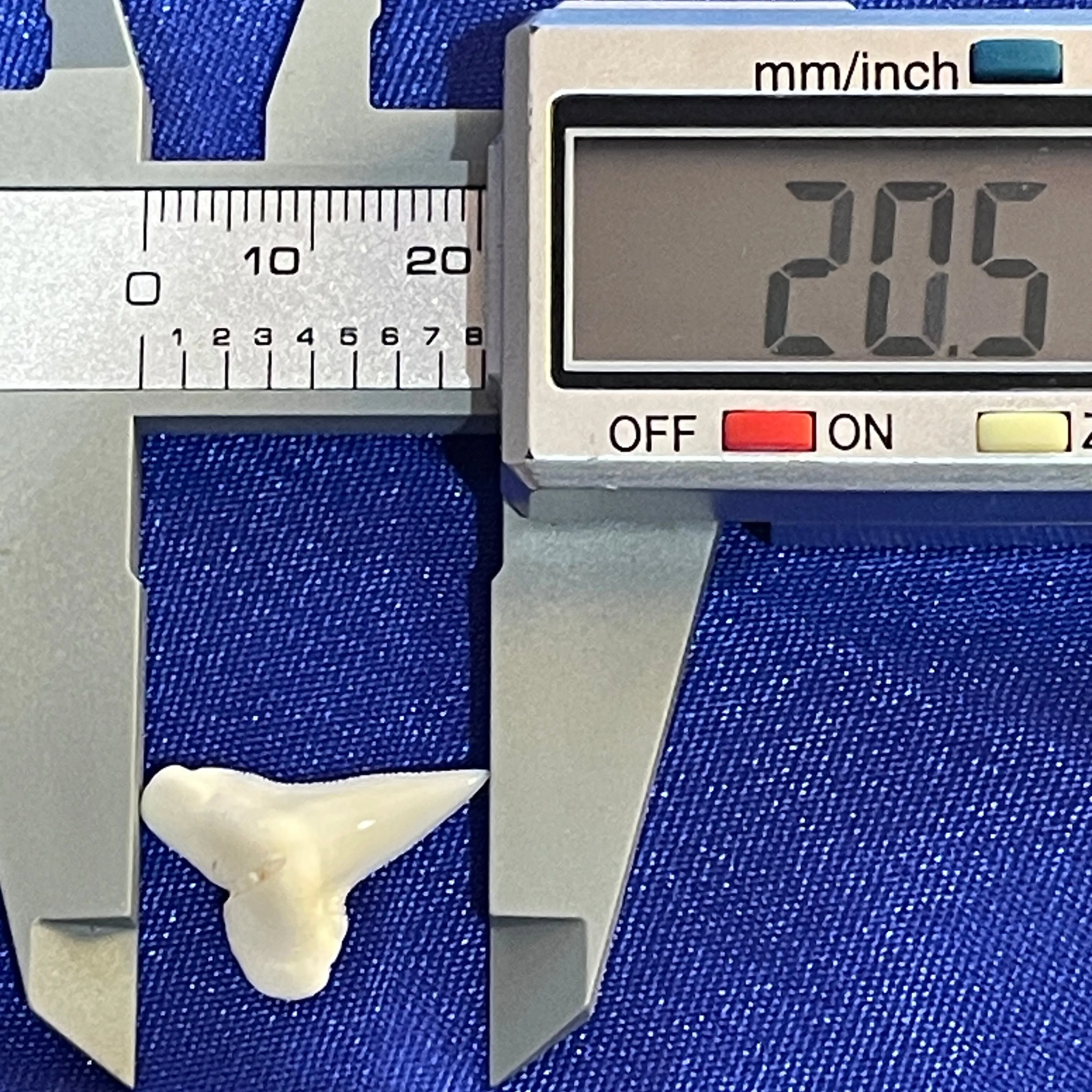 Great Hammerhead shark tooth loose teeth HHt