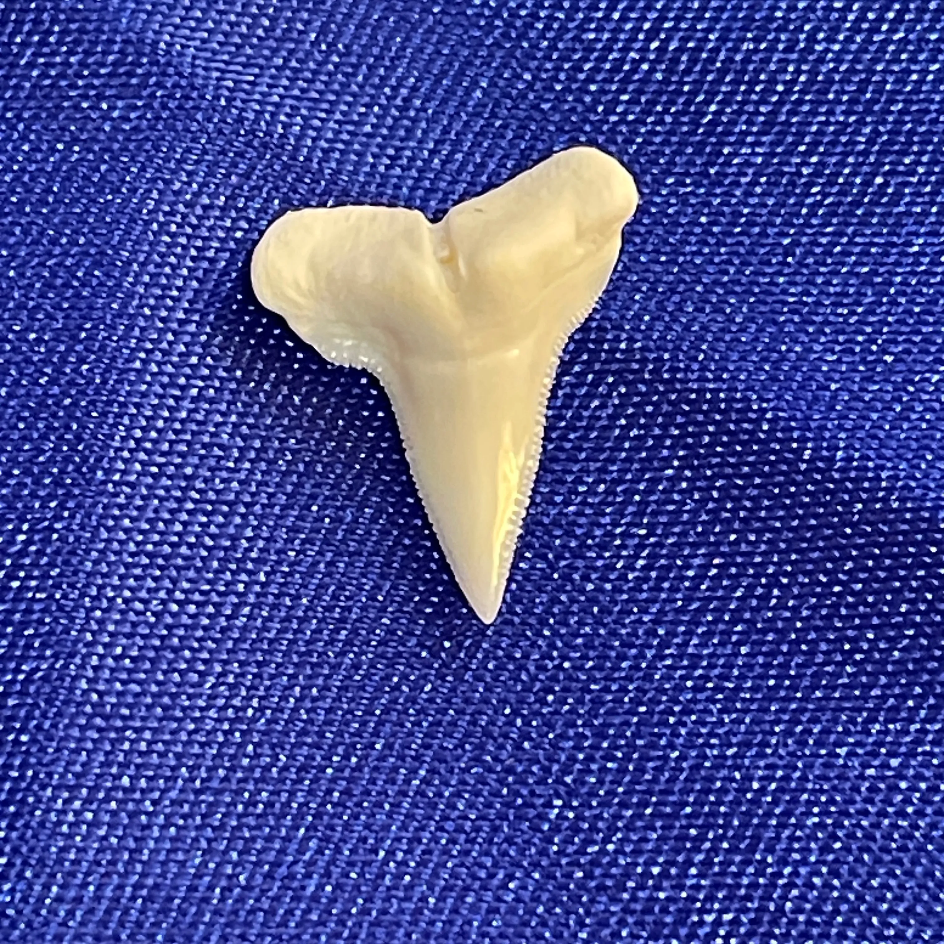 Great Hammerhead shark tooth loose teeth HHt