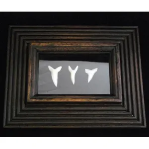 Mako Shark Tooth Display pf-2