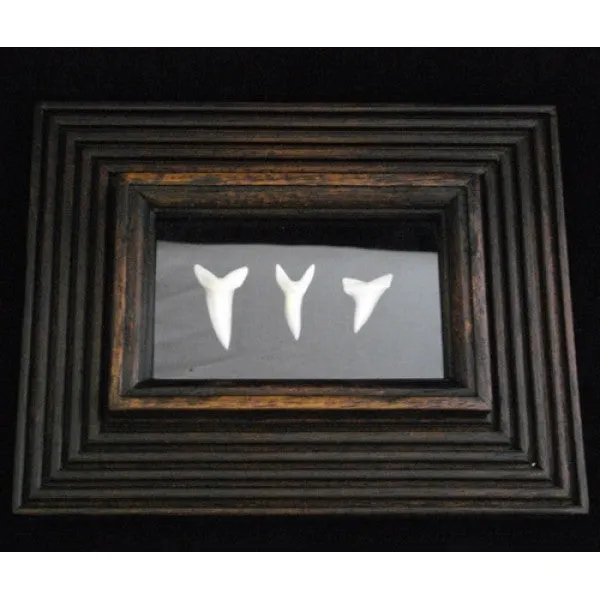 Mako Shark Tooth Display pf-2