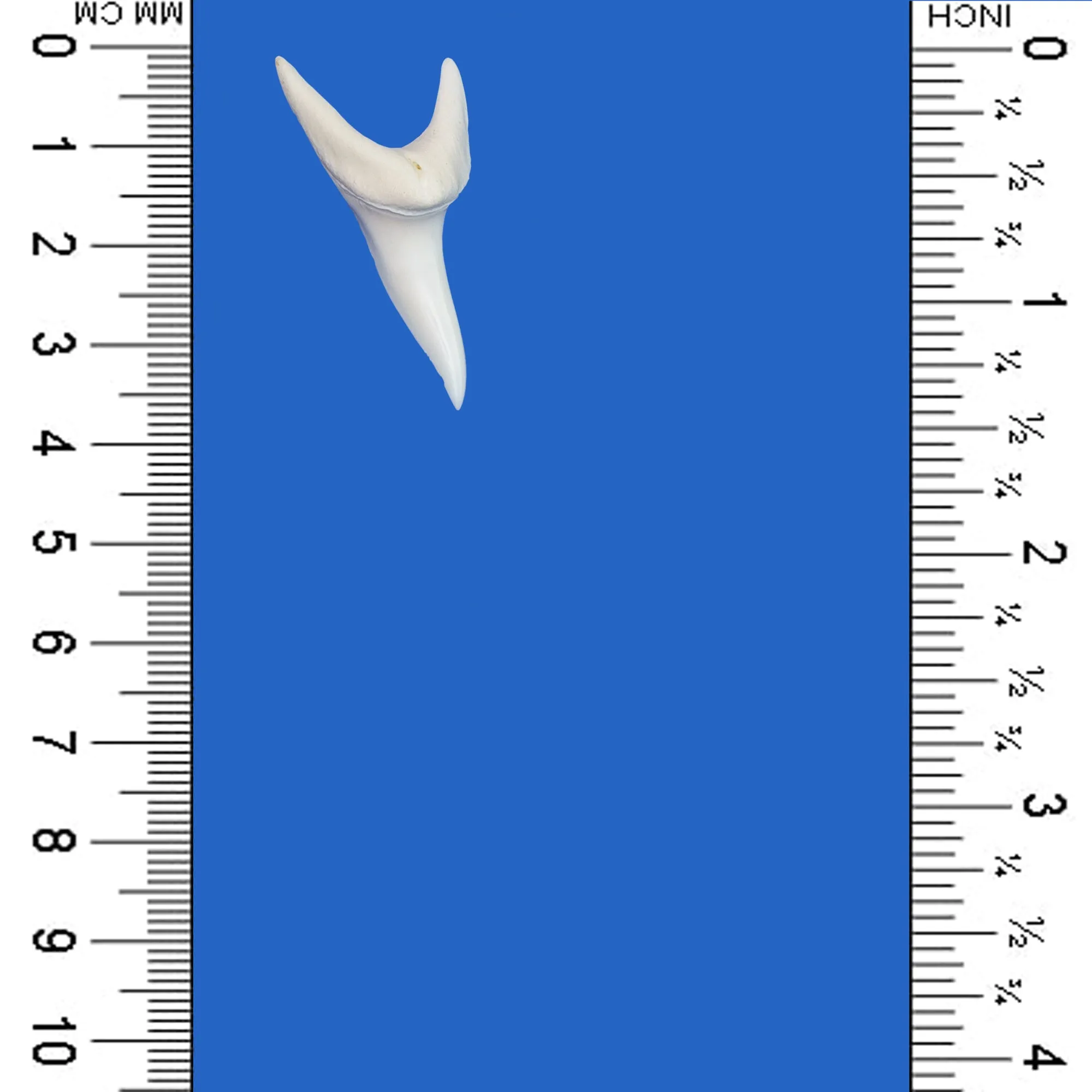 Shark Tooth For Sale LTM2